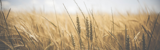 Unveiling the Benefits of Hydrolyzed Wheat Protein for Your Hair